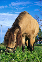 Image showing mini horse eating grass