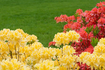 Image showing Yellow and red rhododendrons.