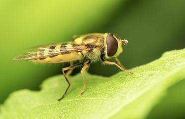 Image showing Yellow fly on green leaf.