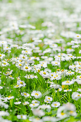 Image showing Glade beautiful little daisy, close-up