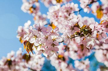 Image showing Beautiful blossoming Sakura close up