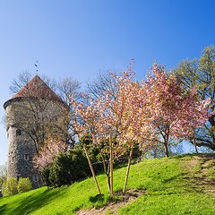 Image showing View of the Old Tallinn beautiful spring day