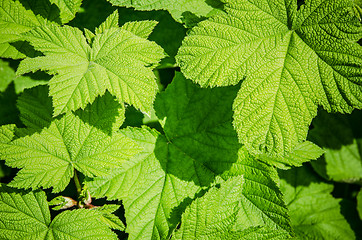 Image showing Young green leaves of a raspberry, background