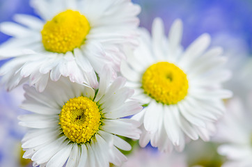 Image showing Bouquet of field flowers, close-up  