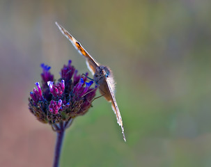 Image showing butterfly on flower