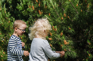 Image showing Boy and girl collect pine buds