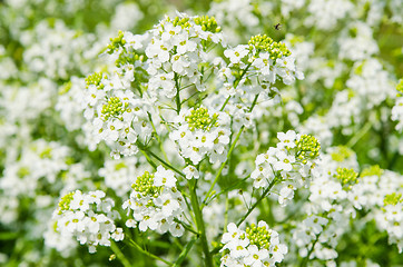 Image showing Small white flowers of horseradish, close-up  