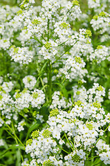 Image showing Small white flowers of horseradish, close-up  