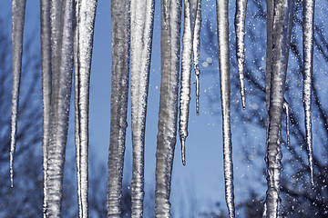 Image showing Icicles Melting 