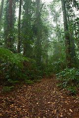 Image showing rain forest