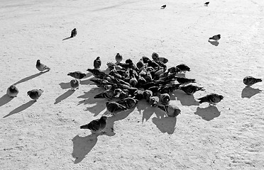 Image showing Birds in the snow