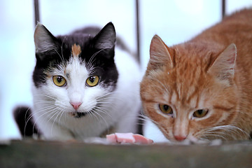 Image showing  sitting on the floor cat