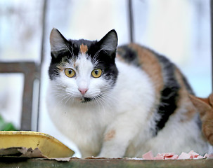 Image showing  sitting on the floor cat