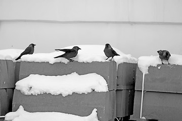 Image showing Birds in the snow