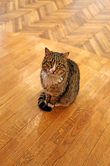 Image showing  sitting on the floor cat