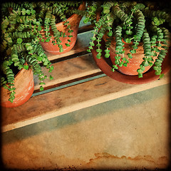 Image showing Green plants vintage style