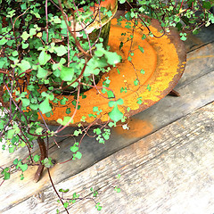 Image showing Green plant on a vintage rusty tray