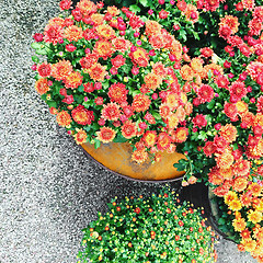 Image showing Red chrysanthemums in a pot