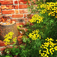 Image showing Rustic garden with brick wall and wild flowers