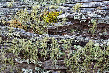 Image showing moss on log