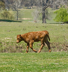 Image showing young calf