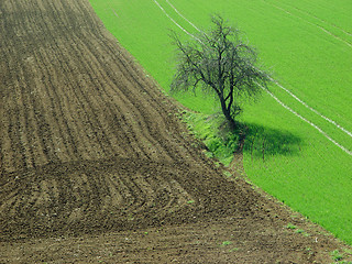 Image showing tree in the fields