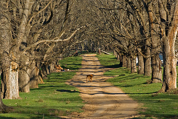 Image showing walking along