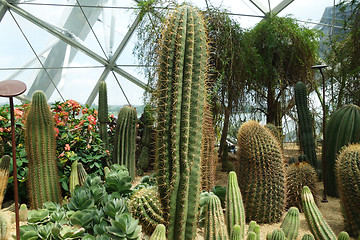 Image showing Cactus & succulent plants in Gardens by the Bay