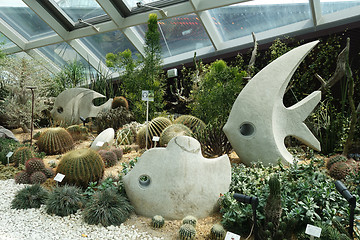 Image showing Cactus in a dome