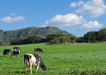 Image showing Spotted Cows on Meadow