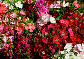 Image showing Multi Colored Dianthus Background