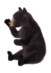Image showing Black Bear Cub