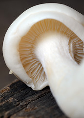 Image showing Shimeji mushrooms on wood