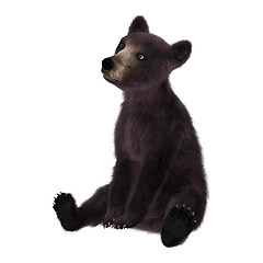 Image showing Black Bear Cub