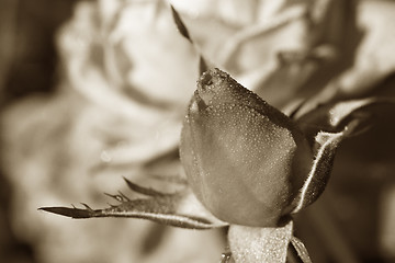 Image showing sepia rosebud in the dew