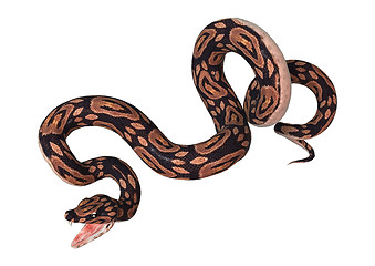 Image showing Ball Python on White