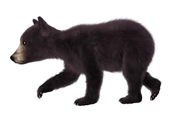 Image showing Black Bear Cub