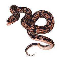 Image showing Ball Python on White