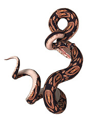 Image showing Ball Python on White