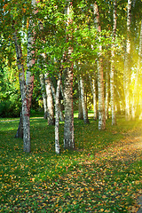 Image showing summer birch forest