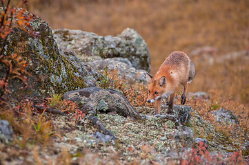 Image showing Red fox in taiga