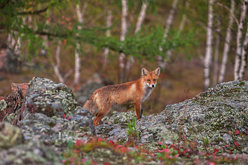 Image showing Red fox in taiga