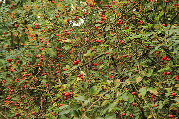 Image showing rose hips plant