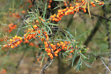 Image showing sea buckthorn plant