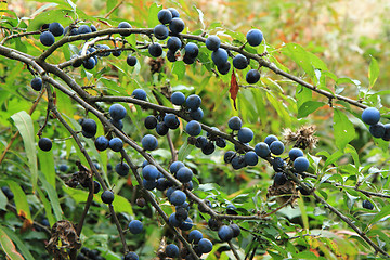 Image showing wild plums