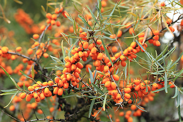 Image showing sea buckthorn plant