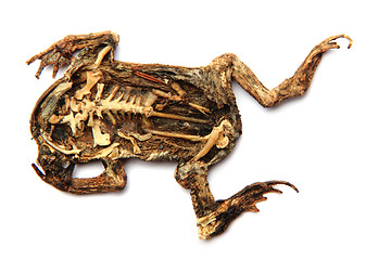 Image showing dead frog isolated