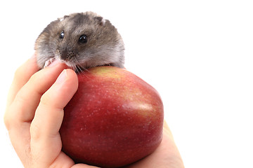 Image showing dzungarian mouse and apple