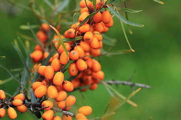 Image showing sea buckthorn plant