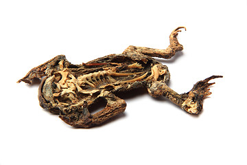 Image showing dead frog isolated